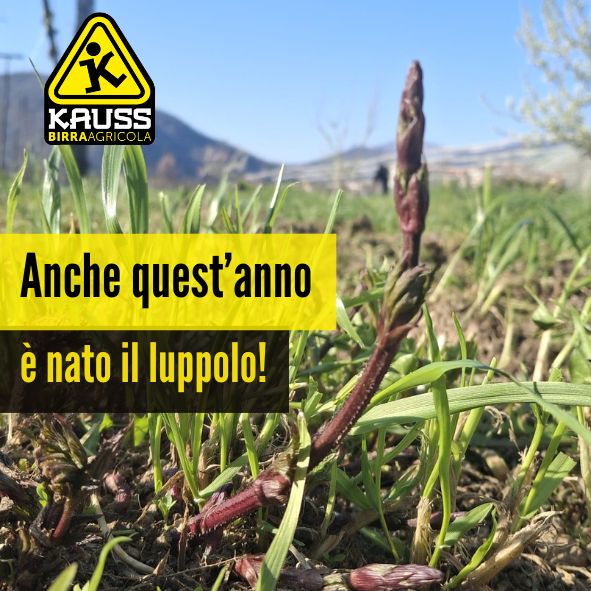 I primi germogli nel luppoleto di Kauss