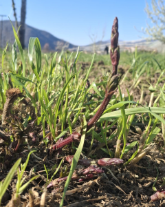 I primi germogli nel luppoleto di Kauss