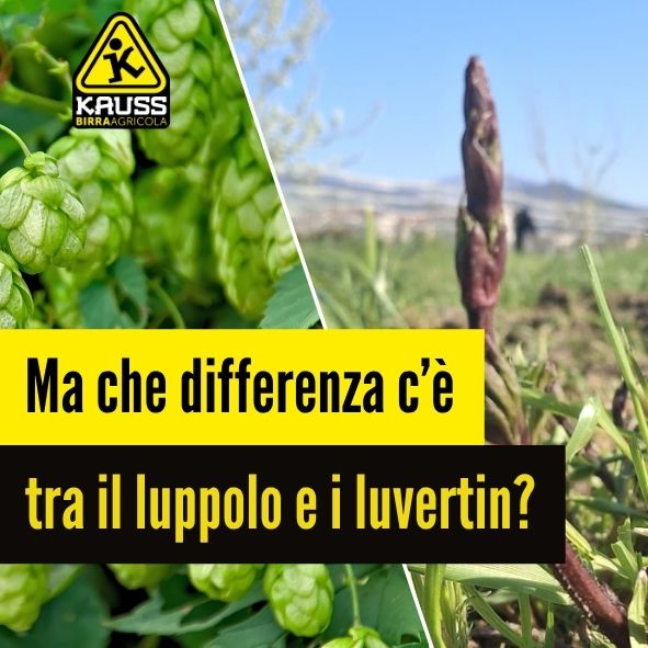 Differenze tra il luppolo e il luvertin