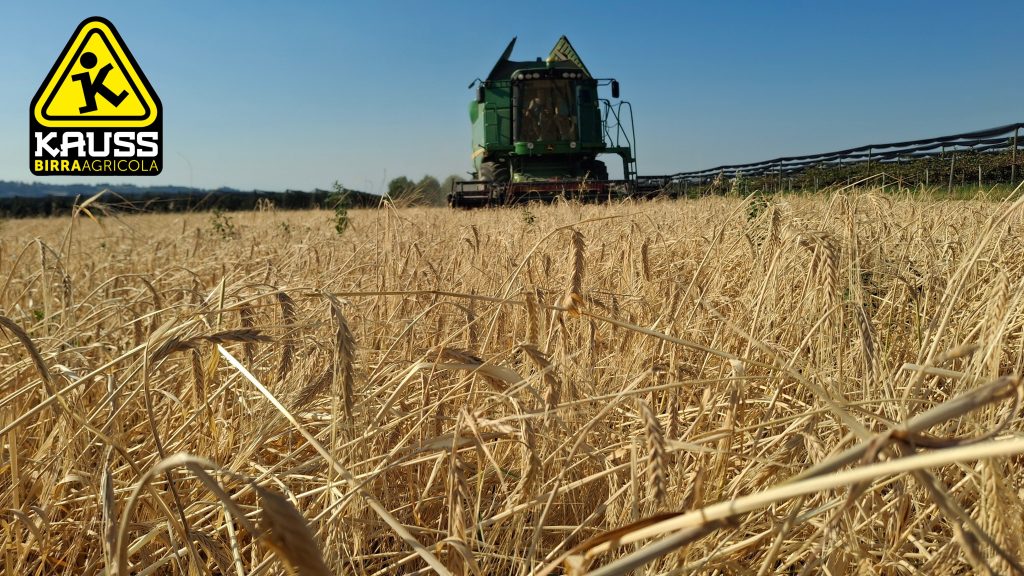 La trebbiatura dell'orzo Kauss