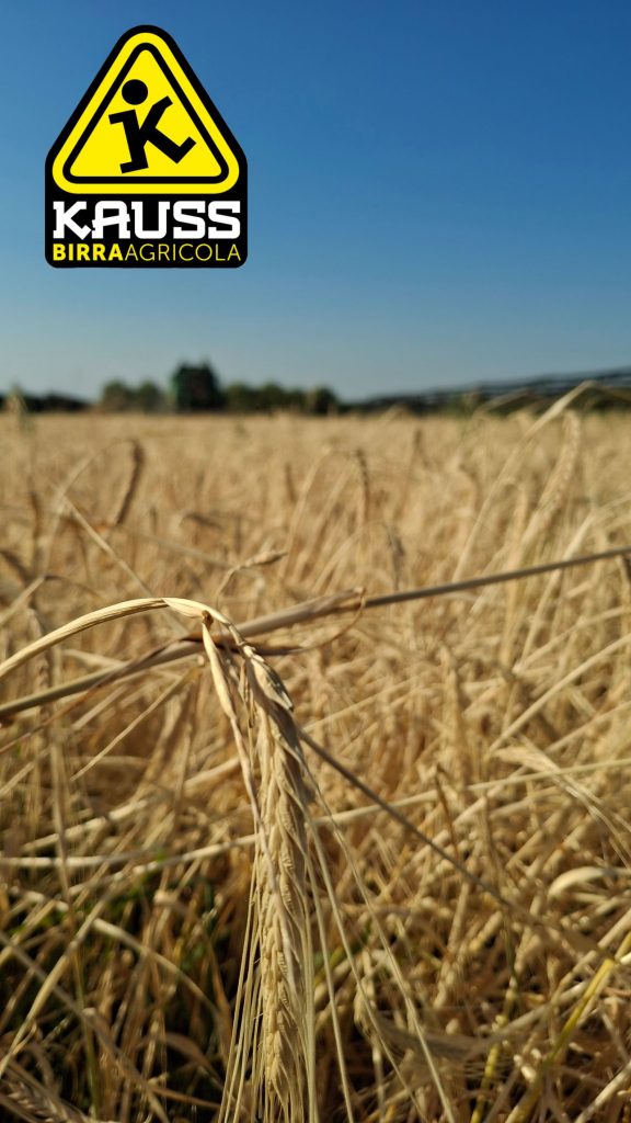 La trebbiatura orzo Kauss