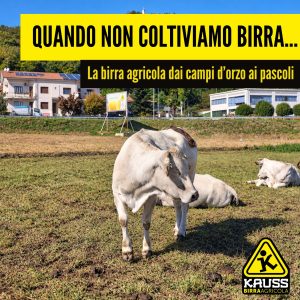 Mucche al pascolo nel campo d’orzo a riposo del Birrificio Agricolo Kauss a Piasco, in Valle Varaita.