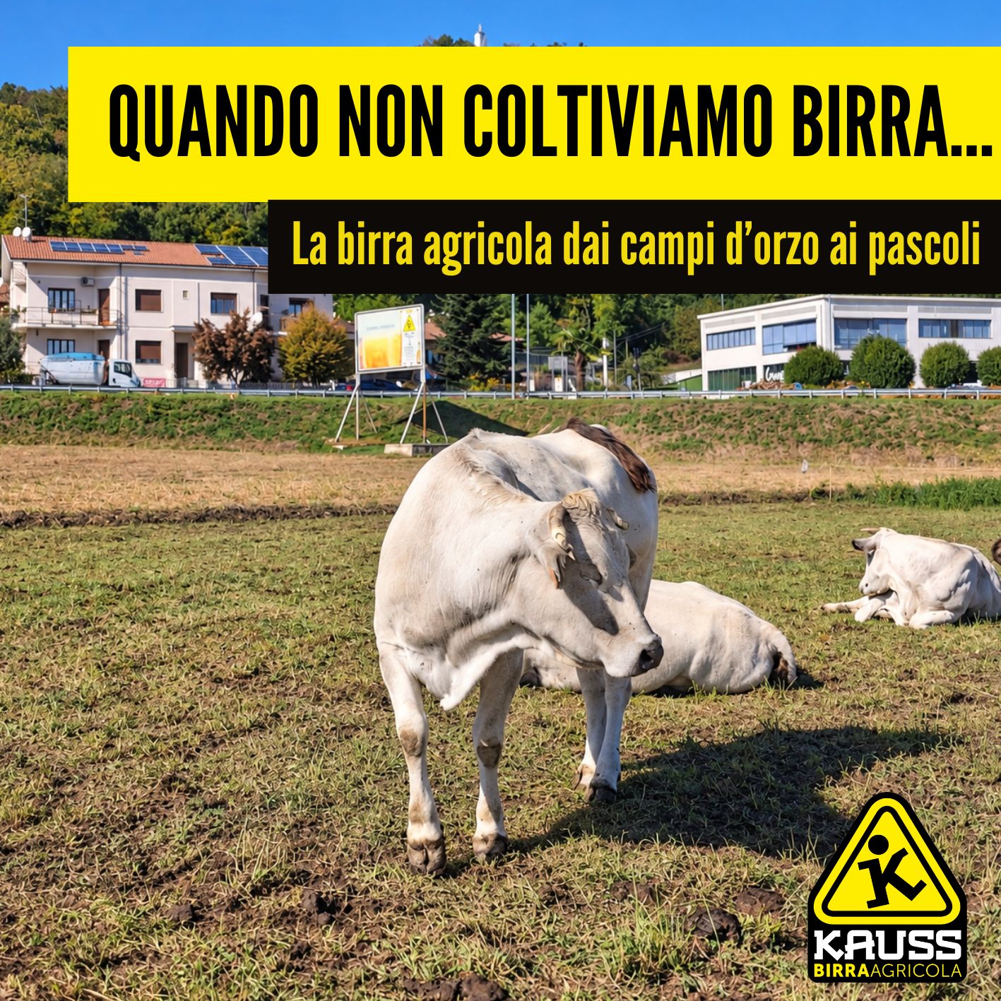 Mucche al pascolo nel campo d’orzo a riposo del Birrificio Agricolo Kauss a Piasco, in Valle Varaita.